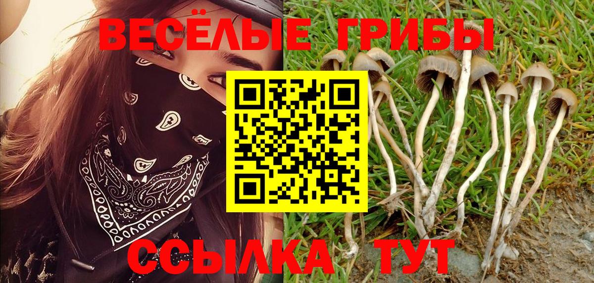 Псилоцибиновые грибы Cubensis Крымск